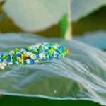 kdbra-reveals-lifecycle-of-the-the-capperpillar