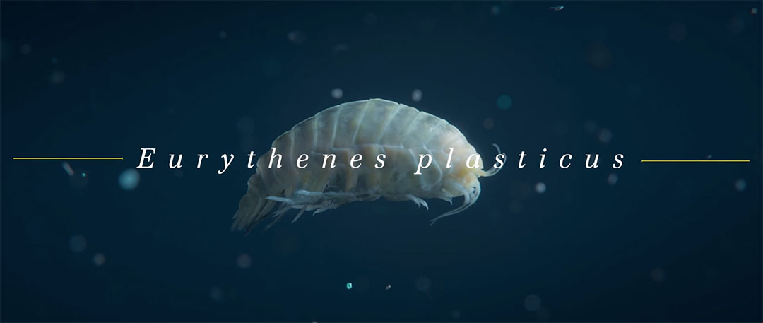 WWF Eurythenes Plasticus by Sehsucht | STASH MAGAZINE